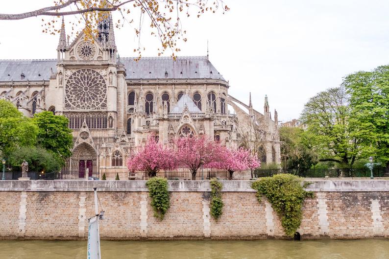 Paris flower photo, spring photography, cherry blossoms, Notre Dame Cathedral, fine art Paris photography, blossoms in Paris, wall decor