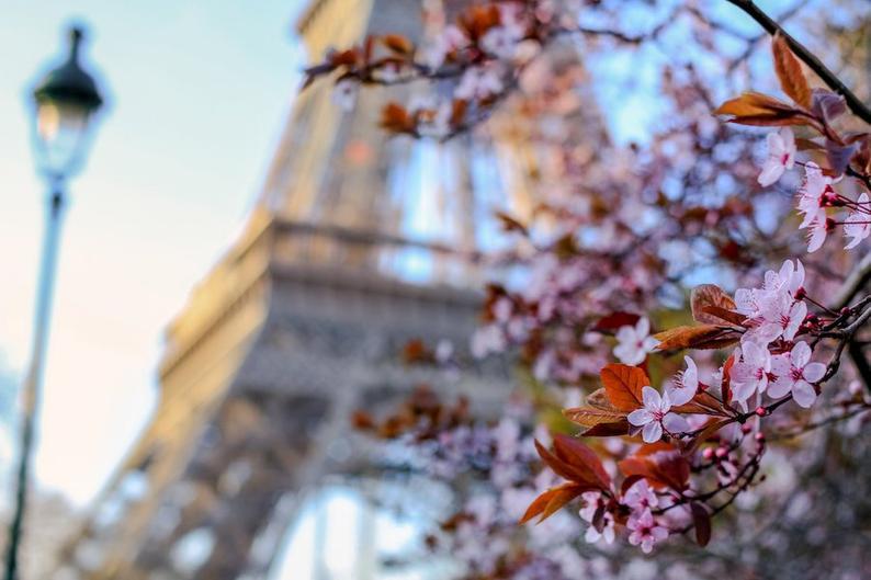Julia Willard, Falling Off Bicycles, Paris flower photo, spring photography, cherry blossoms, fine art Paris photography by Falling Off Bicycles, blossoms in Paris, wall decor
