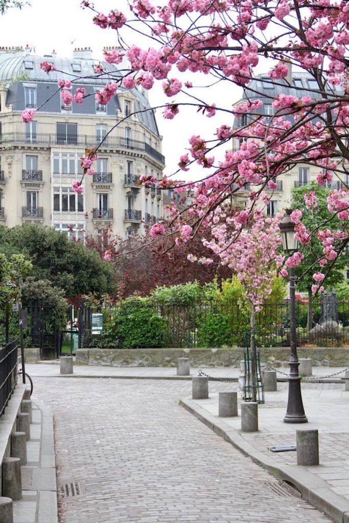 Shakespeare & Co. Paris, fine art paris photography, storefront photograph, cherry blossoms Paris, Paris bookshop