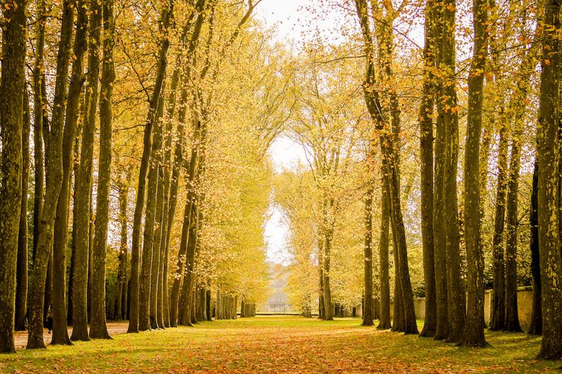 Julia Willard, Falling Off Bicycles, Fall in Versailles photograph, fine art Paris photography, travel photo, golden autumn colors