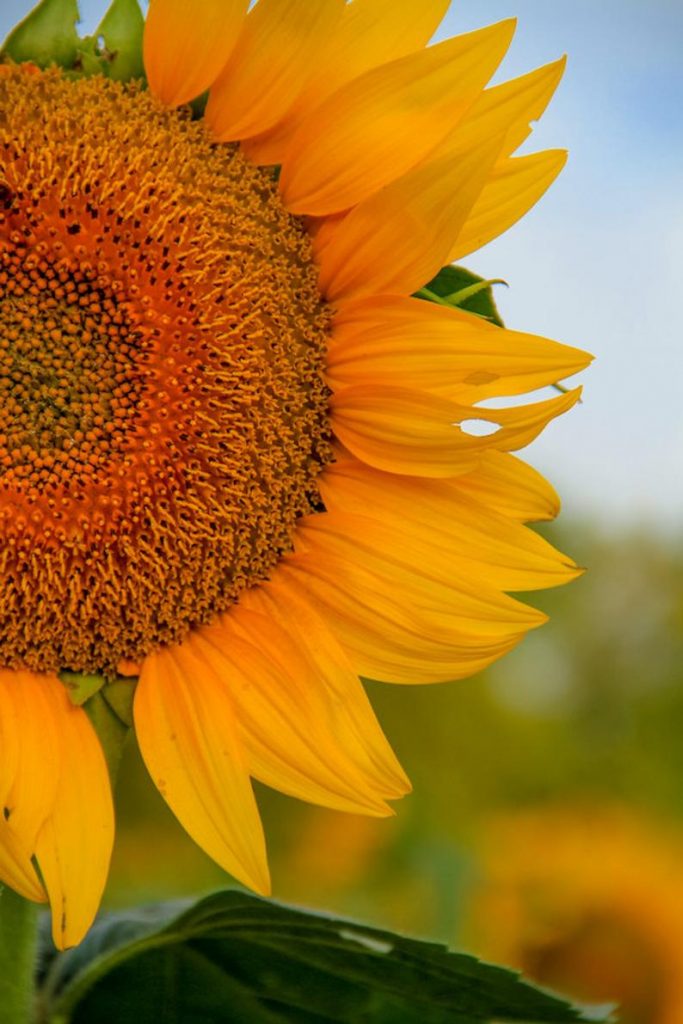 Kansas sunflower photo, fine art flower photography, wall decor, Grinter Farms sunflowers, Kansas, Julia Willard, Falling Off Bicycles