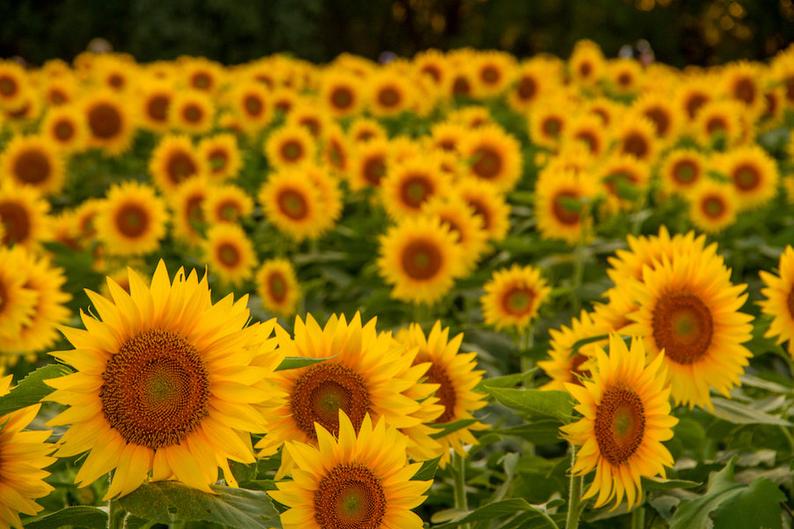 Kansas sunflower photo, fine art flower photography, wall decor, Grinter Farms sunflowers, Kansas, Julia Willard, Falling Off Bicycles