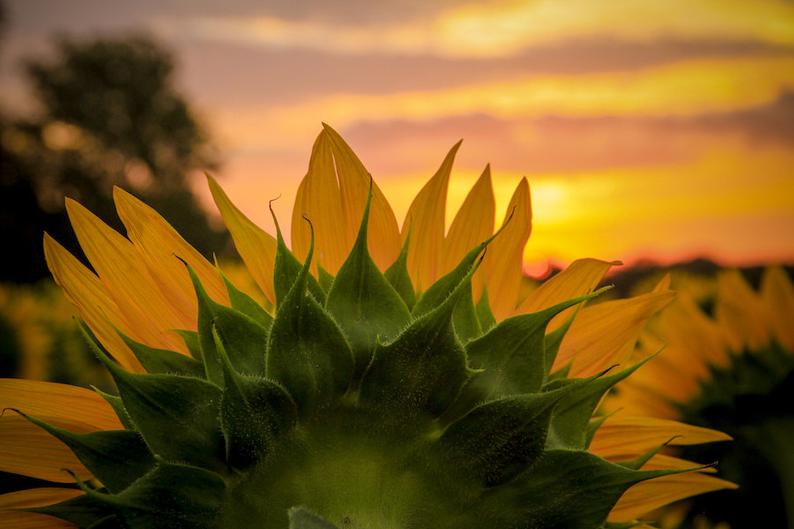 Kansas sunflower photo, fine art flower photography, wall decor, Grinter Farms sunflowers, Kansas