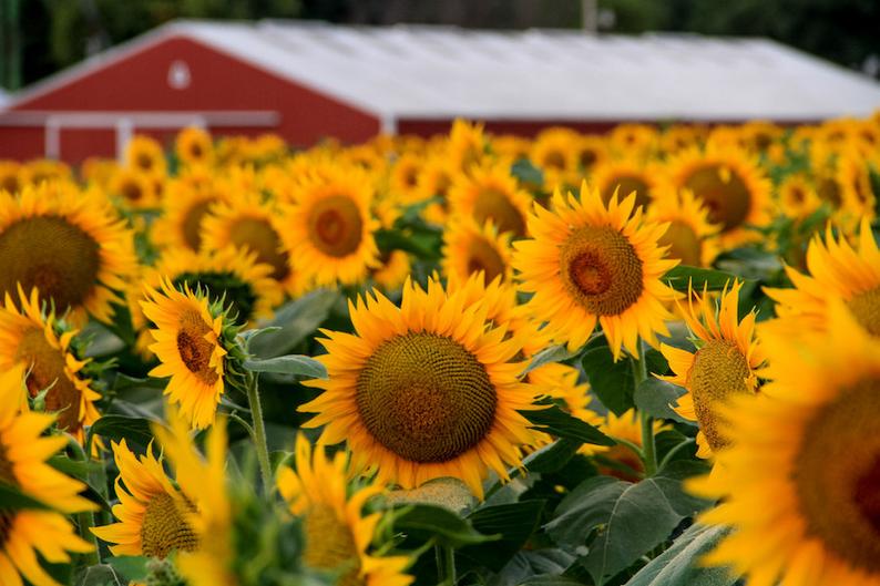 Kansas sunflower photo, fine art flower photography, wall decor, Grinter Farms sunflowers, Kansas