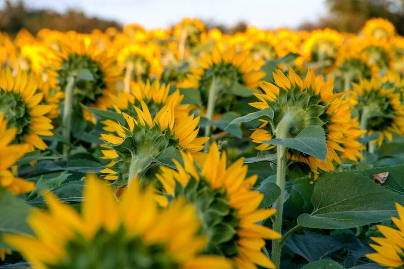 Kansas sunflower photo, fine art flower photography, wall decor, Grinter Farms sunflowers, Kansas