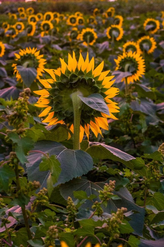 Kansas sunflower photo, fine art flower photography, wall decor, Grinter Farms sunflowers, Kansas, Julia Willard, Falling Off Bicycles