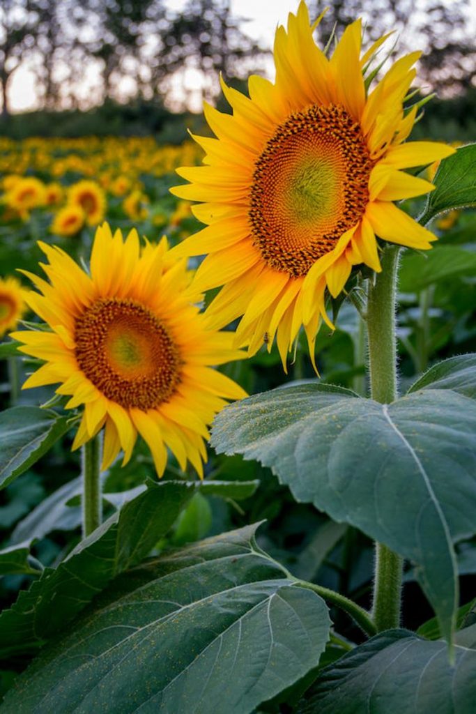 Kansas sunflower photo, fine art flower photography, wall decor, Grinter Farms sunflowers, Kansas