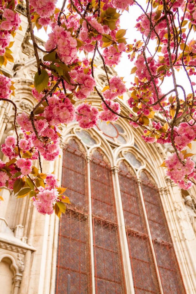 Paris flower photo, spring photography, cherry blossoms, Notre Dame Cathedral, fine art Paris photography, blossoms in Paris, wall decor