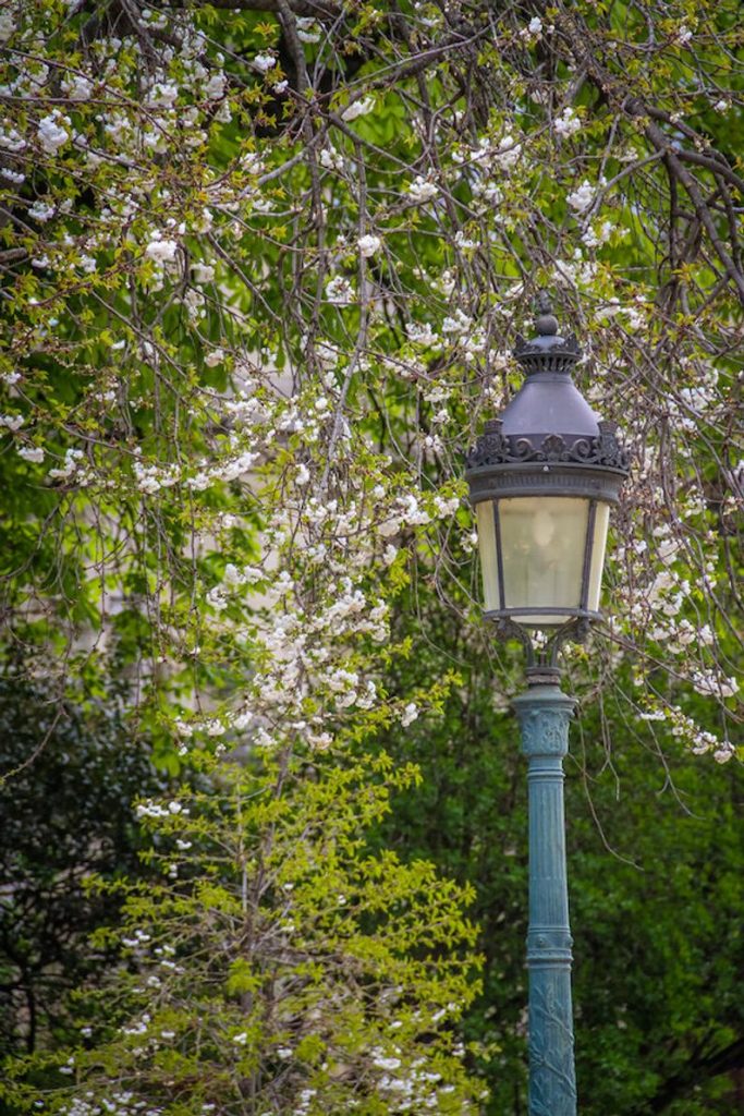 Paris photo, Paris lamppost, springtime in Paris, fine art Paris photography, travel photo