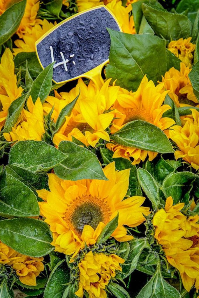 Paris flower photo, fine art Paris photography, yellow floral photography, sunflower photo, Julia Willard, Julie Willard, Falling Off Bicycles