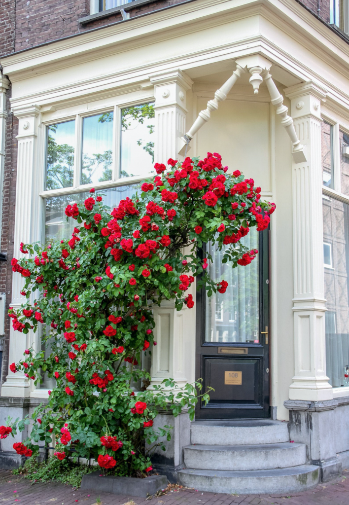 Falling Off Bicycles, Julia Willard, Amsterdam, boat on a canal, grachten, Amsterdam photography, roses