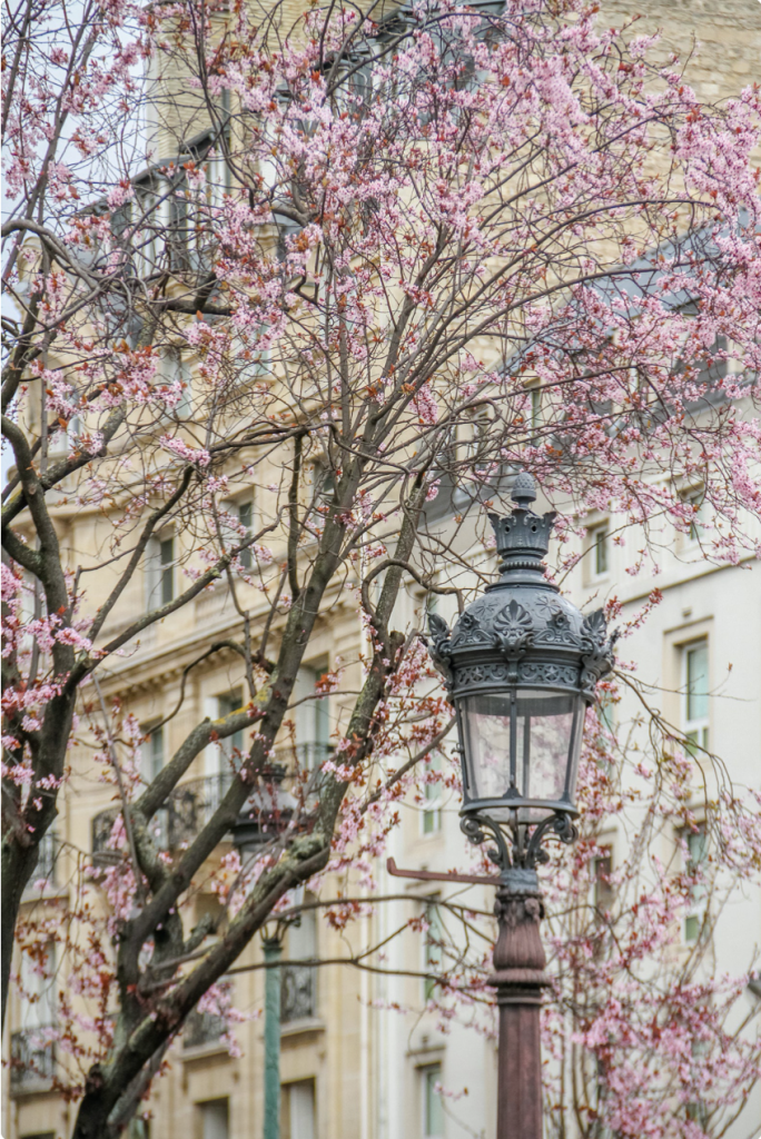 Julia Willard, Julie Willard, Falling Off Bicycles, lamppost, pink flowers, spring in Paris, apple blossoms