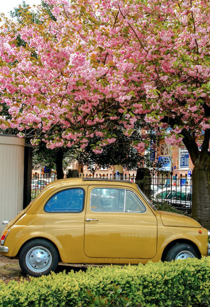 Falling Off Bicycles, Julia Willard, Amsterdam, boat on a canal, cherry blossoms, Amsterdam photography, Fiat 500