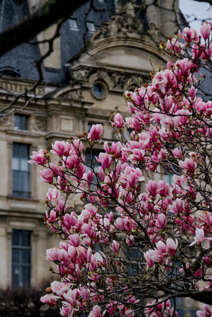 Julia Willard, Julie Willard, Falling Off Bicycles, lamppost, pink flowers, spring in Paris, magnolias