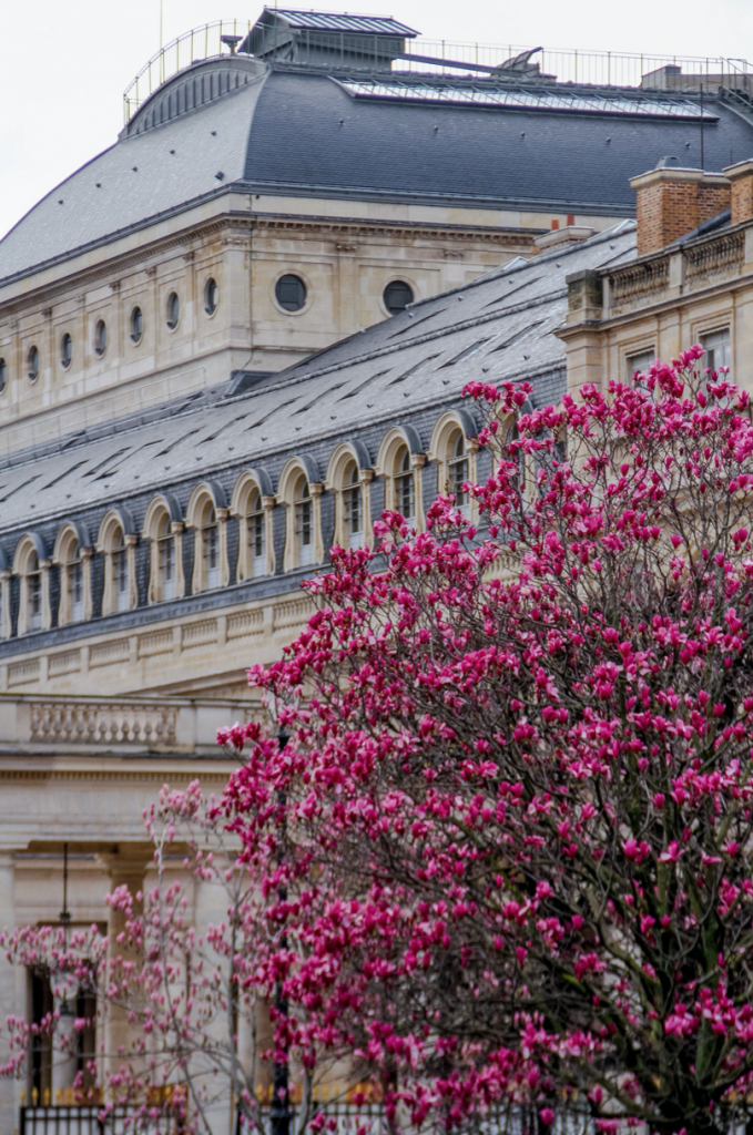 Julia Willard, Julie Willard, Falling Off Bicycles, lamppost, pink flowers, spring in Paris, magnolias