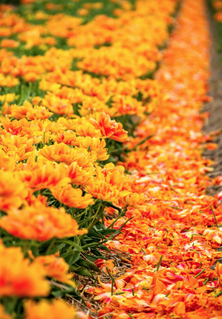 Tulip fields, orange and yellow tulips, Amsterdam photo, bicycle photography, fine art Netherlands photography, travel photo, wall decor