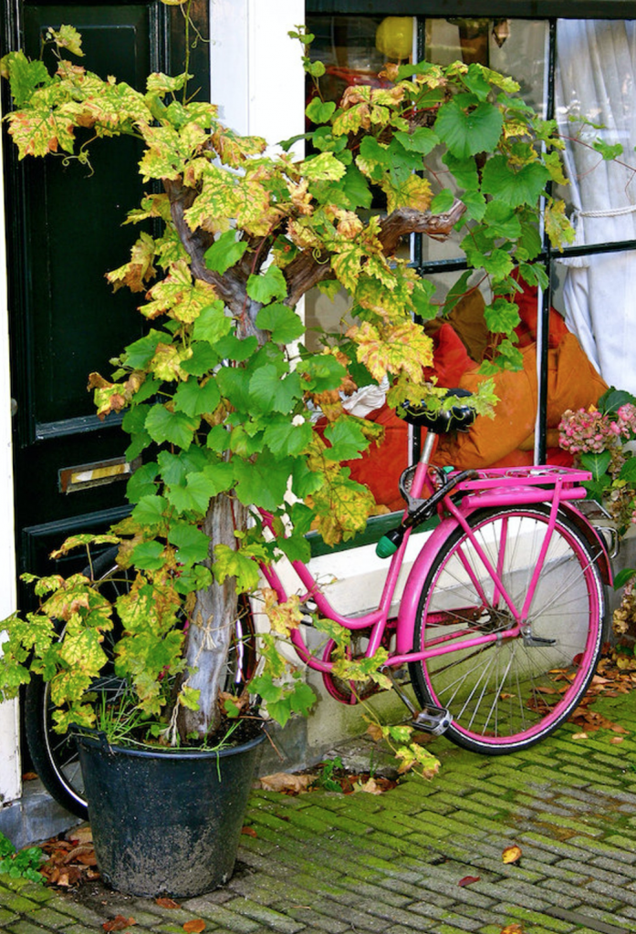 Falling Off Bicycles, Julia Willard, Amsterdam, boat on a canal, grachten, Amsterdam photography, bike parking, pink bike