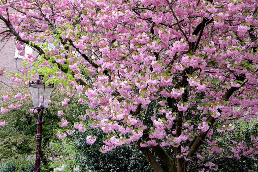 Falling Off Bicycles, Julia Willard, Amsterdam, boat on a canal, cherry blossoms, Amsterdam photography