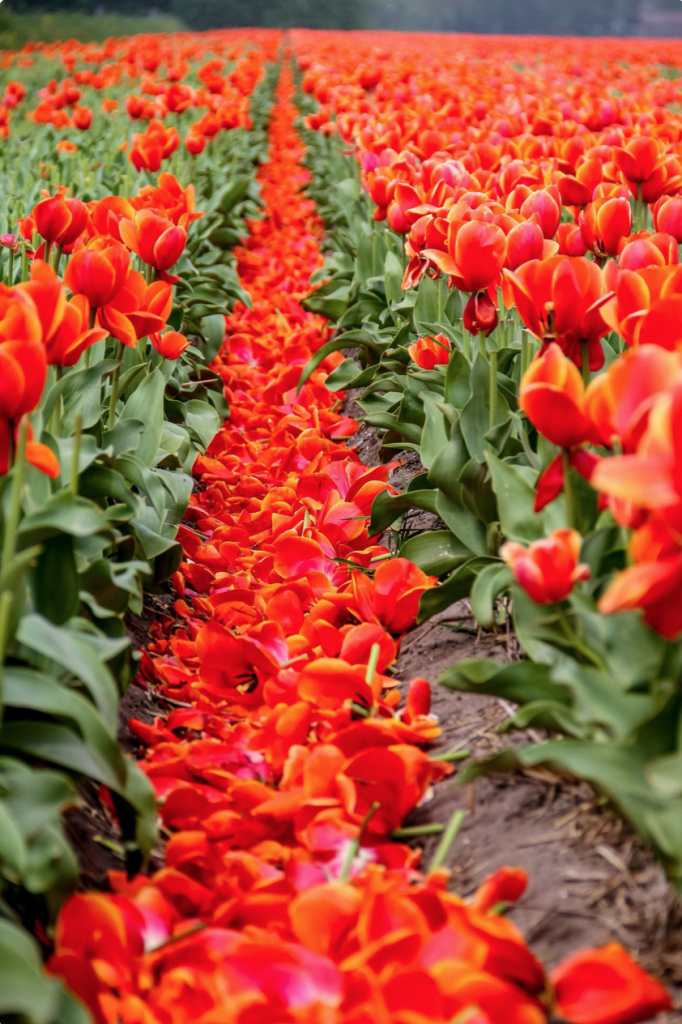 Tulip fields, pink and white tulips, Amsterdam photo, bicycle photography, fine art Netherlands photography, travel photo, wall decor