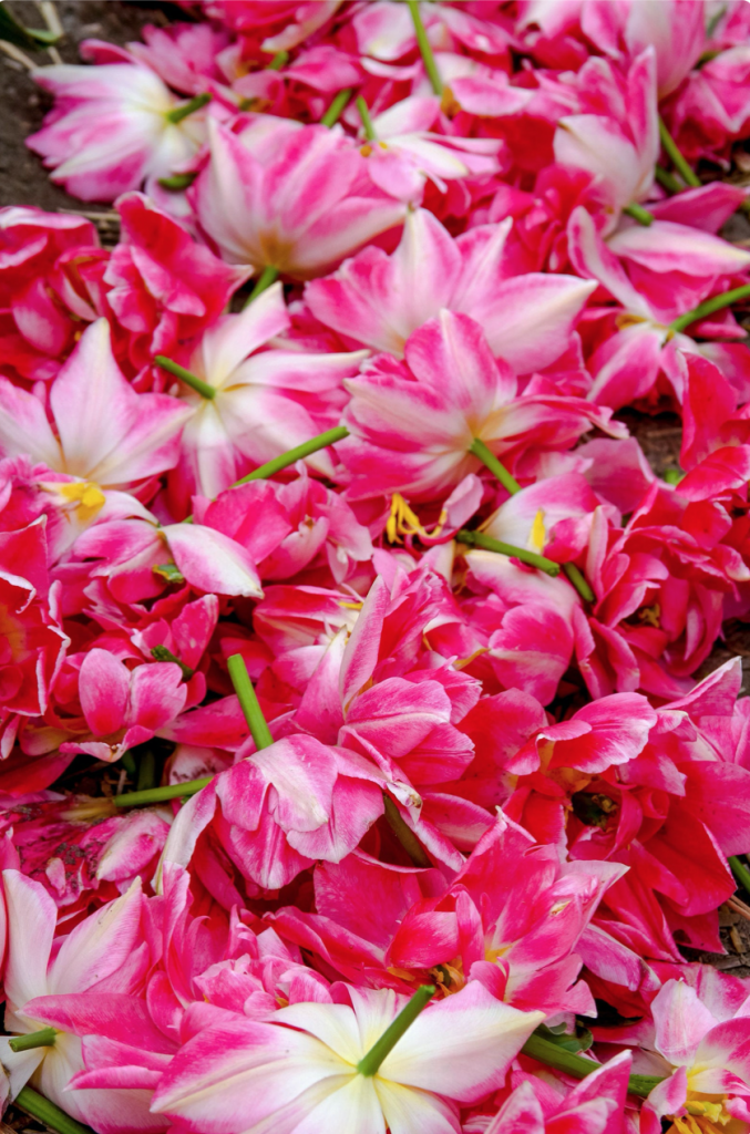 Tulip fields, pink and white tulips, Amsterdam photo, bicycle photography, fine art Netherlands photography, travel photo, wall decor