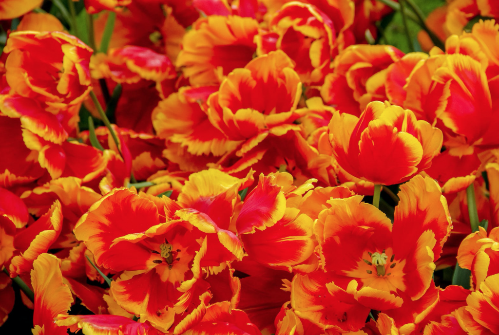 Tulip fields, orange and yellow tulips, Amsterdam photo, bicycle photography, fine art Netherlands photography, travel photo, wall decor