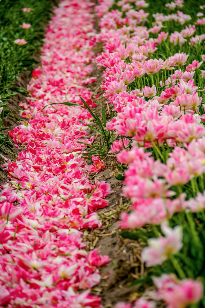 Tulip fields, pink and white tulips, Amsterdam photo, bicycle photography, fine art Netherlands photography, travel photo, wall decor