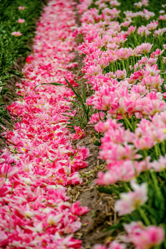 Lisse, Netherlands, tulips, Keukenhof, Falling Off Bicycles fine art Paris photography by Julia Willard, travel photo, wall decor