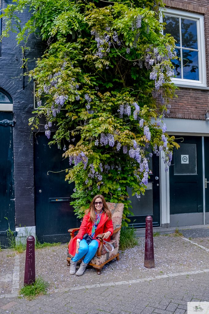 Julia Willard, Julie Willard, Falling Off Bicycles, Julia Arias, Netherlands, summer, Amsterdam, wisteria Amsterdam, travel in Holland, Holland, Holland pics, noord Holland, windmills, Dutch windmills, cycle Holland, bike, bicycle, bike paths Netherlands