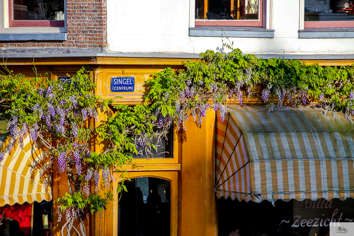 Julia Willard, Julie Willard, Falling Off Bicycles, Julia Arias, Netherlands, summer, Amsterdam, wisteria Amsterdam, travel in Holland, Holland, Holland pics, noord Holland, windmills, Dutch windmills, cycle Holland, bike, bicycle, bike paths Netherlands