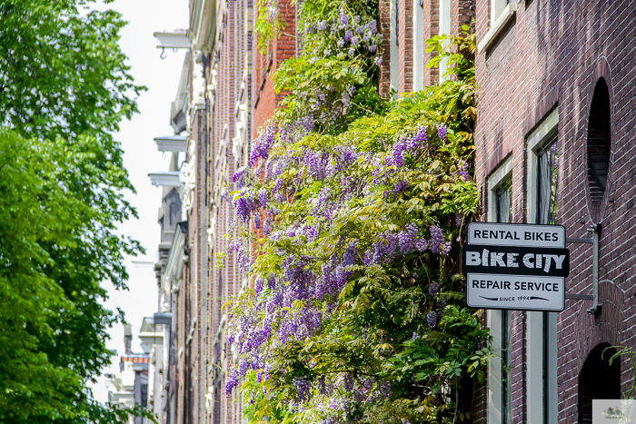 Julia Willard, Julie Willard, Falling Off Bicycles, Julia Arias, Netherlands, summer, Amsterdam, wisteria Amsterdam, travel in Holland, Holland, Holland pics, noord Holland, windmills, Dutch windmills, cycle Holland, bike, bicycle, bike paths Netherlands