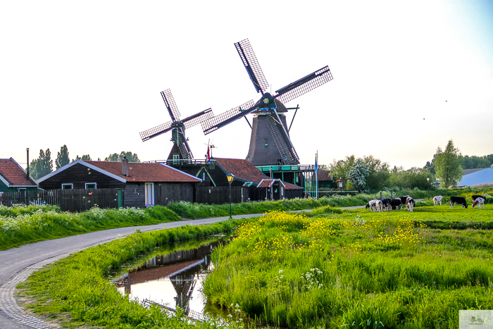 Julia Willard, Julie Willard, Julia Arias, Dutch windmills, windmills, Falling Off Bicycles, cycle Holland, biking Amsterdam, Amsterdam day trip, Spring in Holland, Netherlands spring,Zaanse Schans