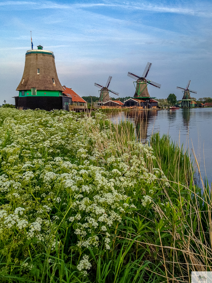 Julia Willard, Julie Willard, Julia Arias, Dutch windmills, windmills, Falling Off Bicycles, cycle Holland, biking Amsterdam, Amsterdam day trip, Spring in Holland, Netherlands spring,Zaanse Schans