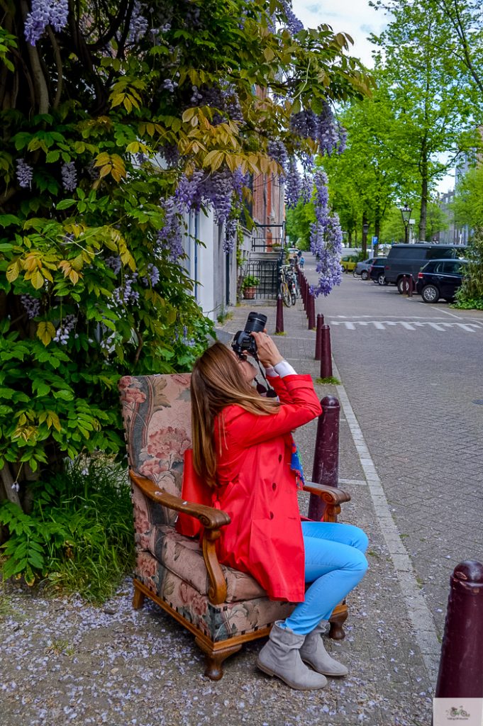 Julia Willard, Julie Willard, Falling Off Bicycles, Julia Arias, Netherlands, summer, Amsterdam, wisteria Amsterdam, travel in Holland, Holland, Holland pics, noord Holland, windmills, Dutch windmills, cycle Holland, bike, bicycle, bike paths Netherlands