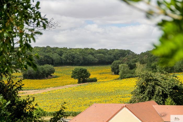 Julia Willard, Julie Willard, Falling Off Bicycles, Julia Arias, bike in France, sunflower field, cycle France, Loire Valley