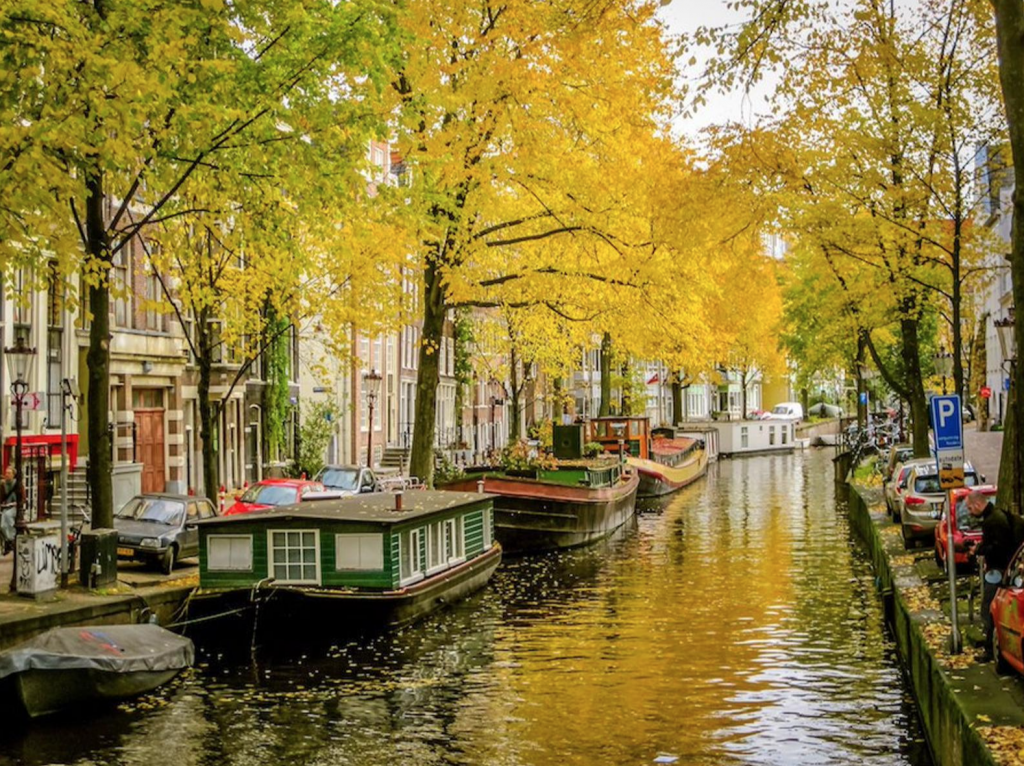 Julia Willard, Julie Willard, Amsterdam, Netherlands, fall photo, yellow leaves, fall colors Amsterdam