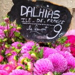 Dahlias in Paris