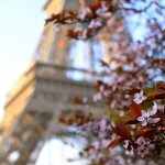 Eiffel Tower Cherry Blossoms - Falling Off Bicycles