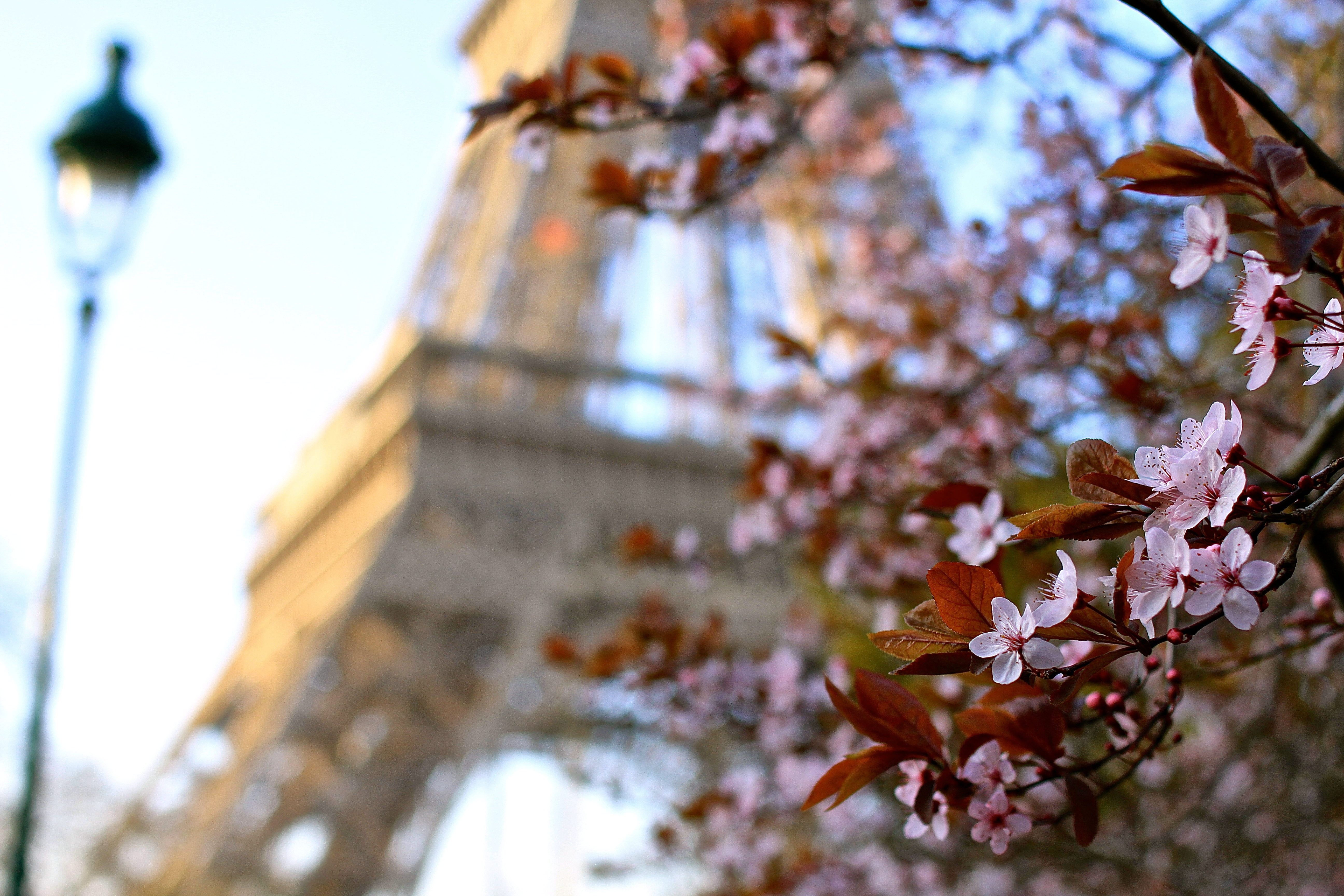Eiffel Tower Cherry Blossoms - Falling Off Bicycles