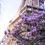 Magnolia Eiffel tower