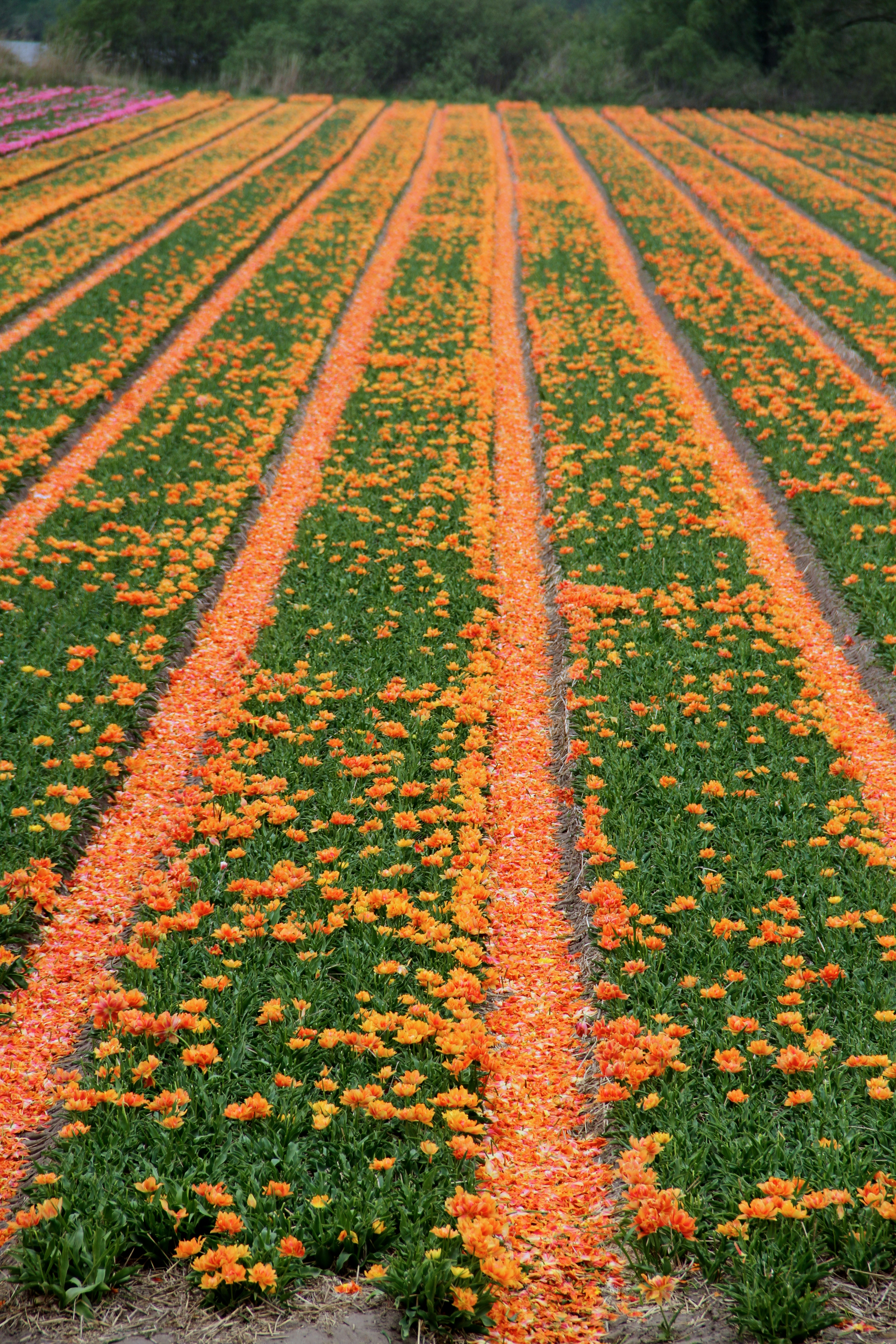 Lisse, Holland, tulips
