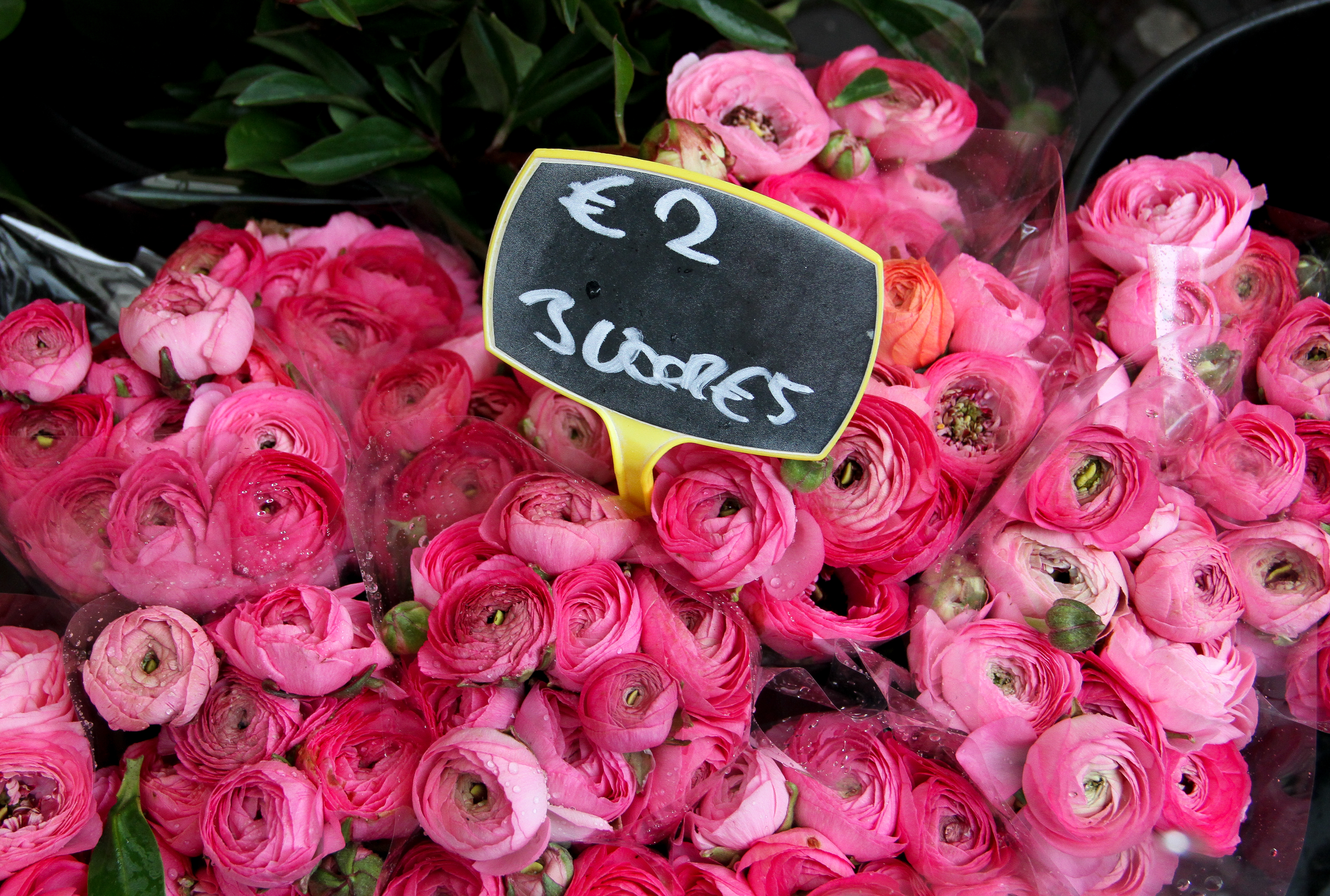 Dutch flowers, Julie Willard, Julia Willard, Falling Off Bicycles, ranunculus, pink flower photo