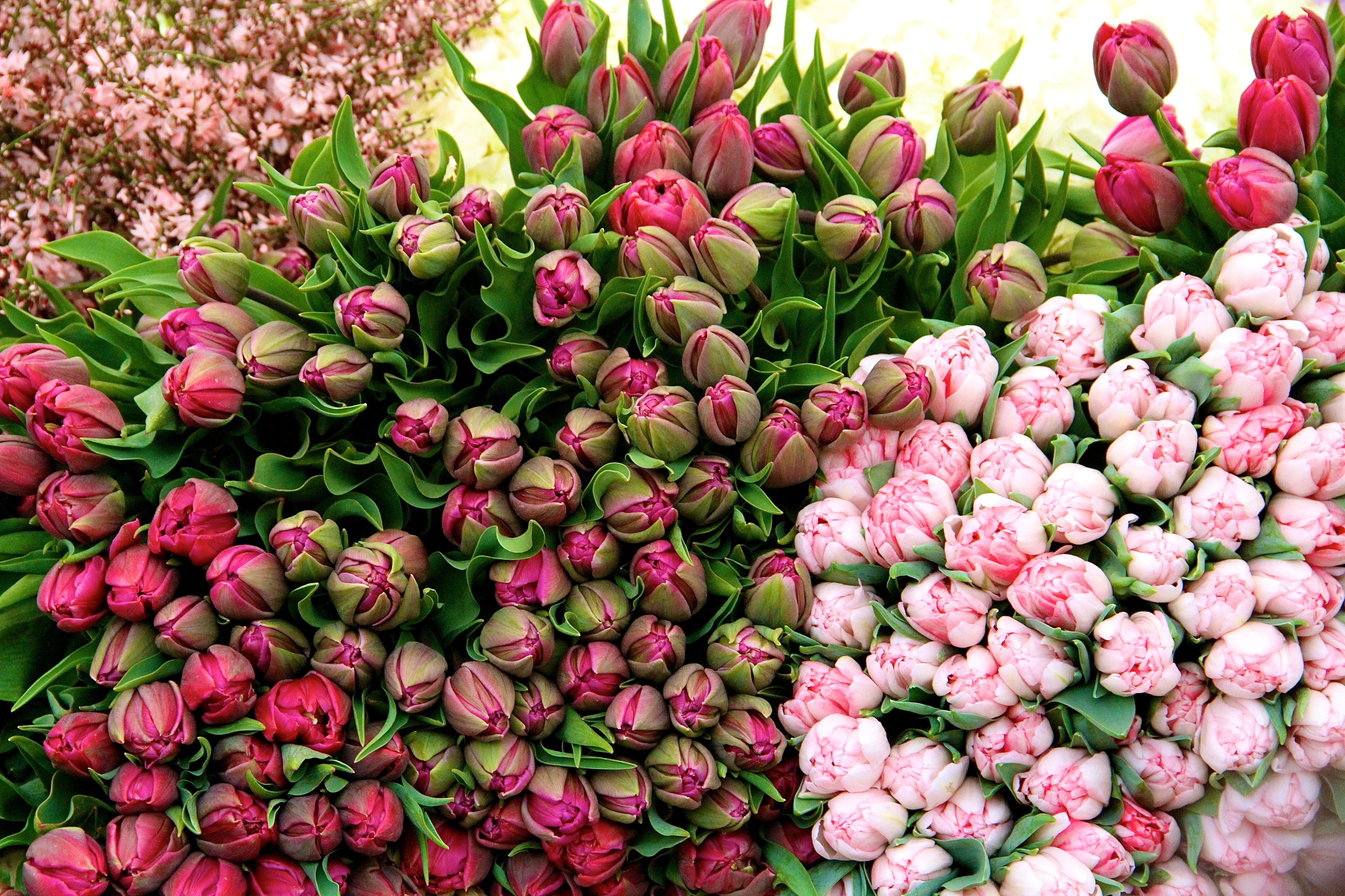 pink tulips, Netherlands, Dutch tulips, Falling Off Bicycles, Julia Willard, Julie Willard