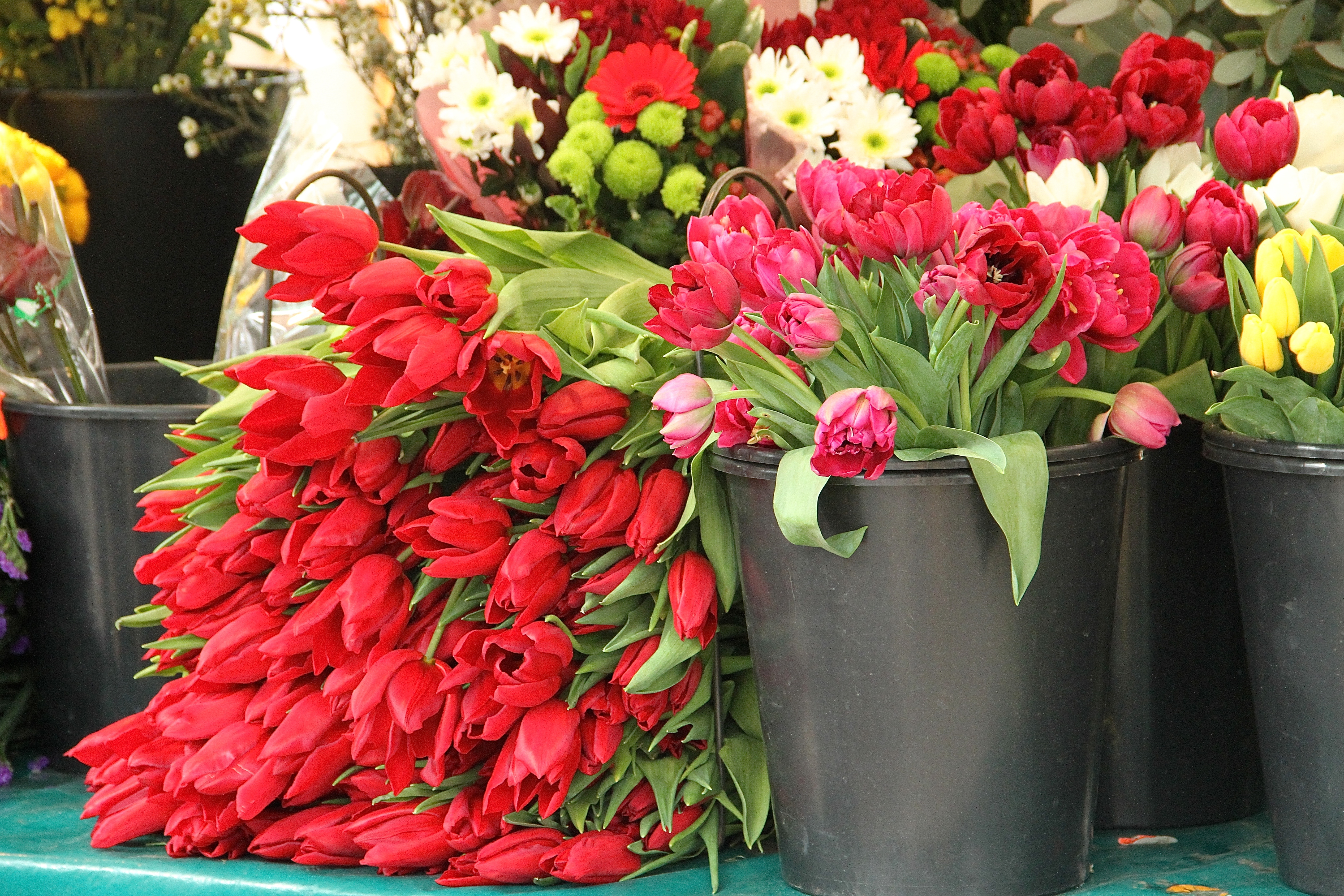 red tulips, Paris marché, Paris France, Julia Willard, Falling Off Bicycles, Julie Willard