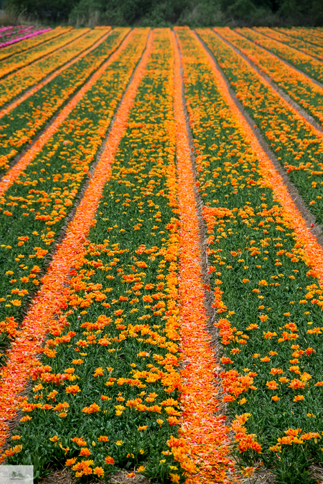 Keukenhof, Falling Off Bicycles, cycle Holland, biking Amsterdam, Amsterdam day trip, Spring in Holland, Netherlands spring, tulip fields, Lisse