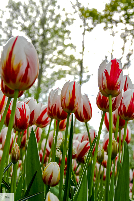 Keukenhof, Falling Off Bicycles, cycle Holland, biking Amsterdam, Amsterdam day trip, Spring in Holland, Netherlands spring, tulip fields, Lisse