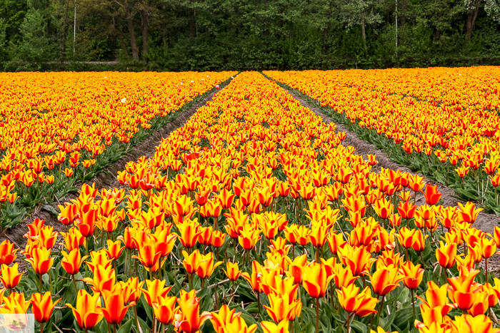 Keukenhof, Falling Off Bicycles, cycle Holland, biking Amsterdam, Amsterdam day trip, Spring in Holland, Netherlands spring, tulip fields, Lisse