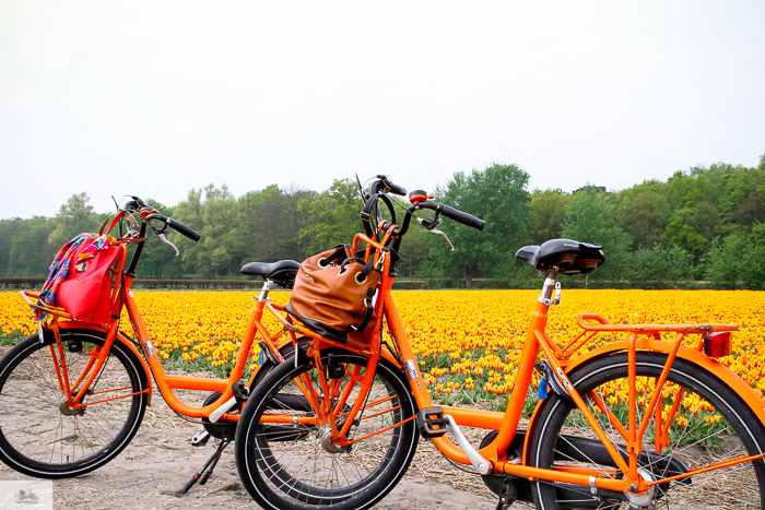 Keukenhof, Falling Off Bicycles, cycle Holland, biking Amsterdam, Amsterdam day trip, Spring in Holland, Netherlands spring, tulip fields, Lisse