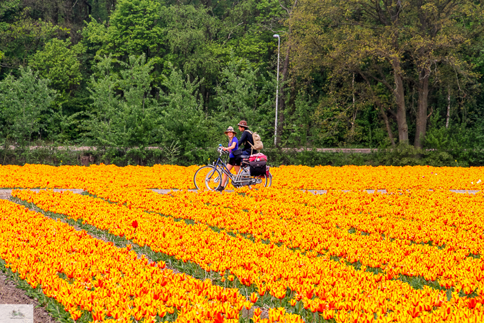 Keukenhof, Falling Off Bicycles, cycle Holland, biking Amsterdam, Amsterdam day trip, Spring in Holland, Netherlands spring, tulip fields, Lisse