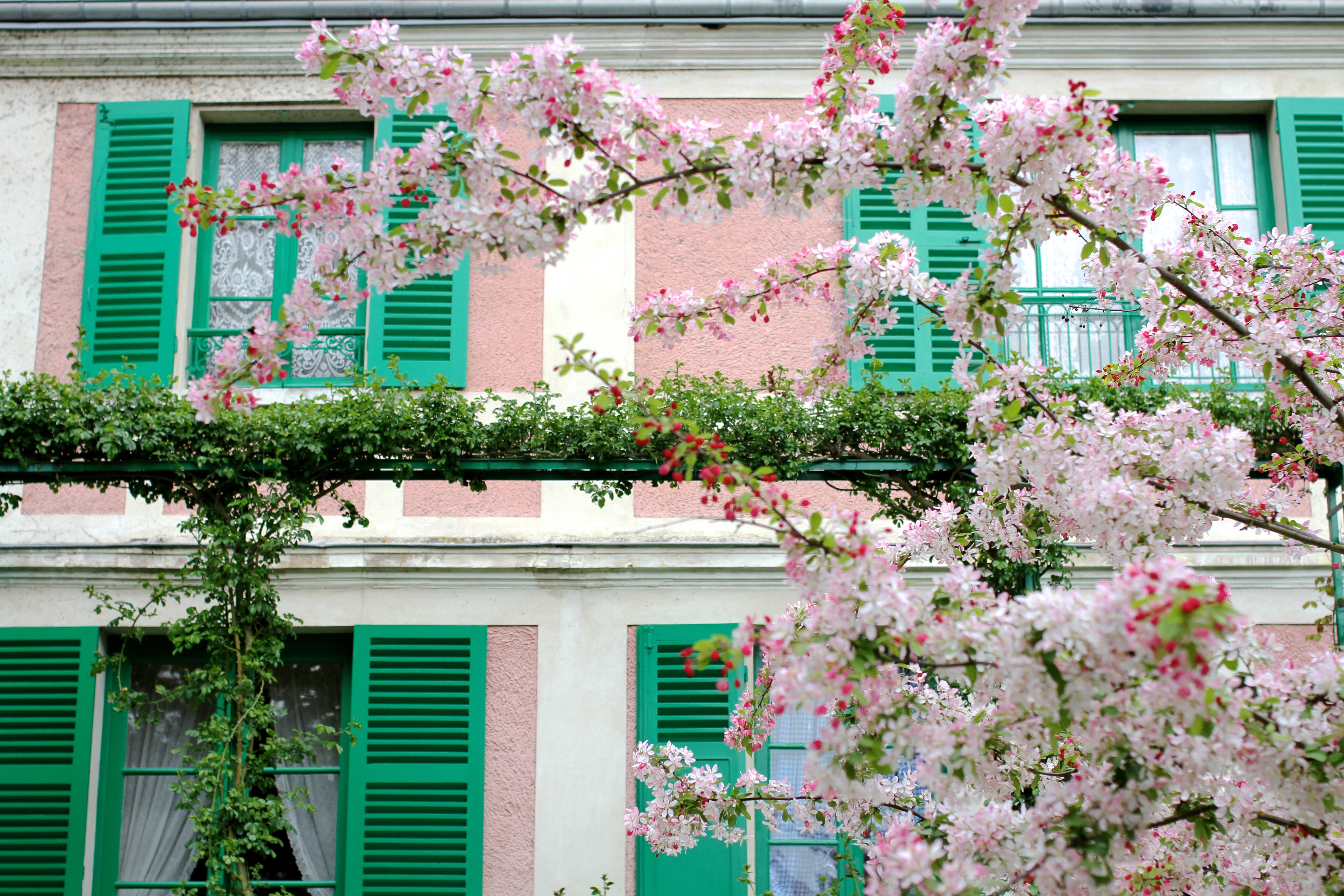 Julia Willard Falling Off Bicycles Monet's Garden photo