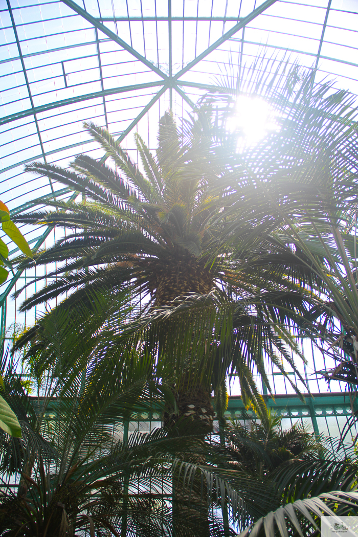 Julia Willard, Julie Willard, Falling Off Bicycles, 16th arrondissement, Serres d'Auteuil, botanical garden Paris, flowers, plants, Paris garden, garden
